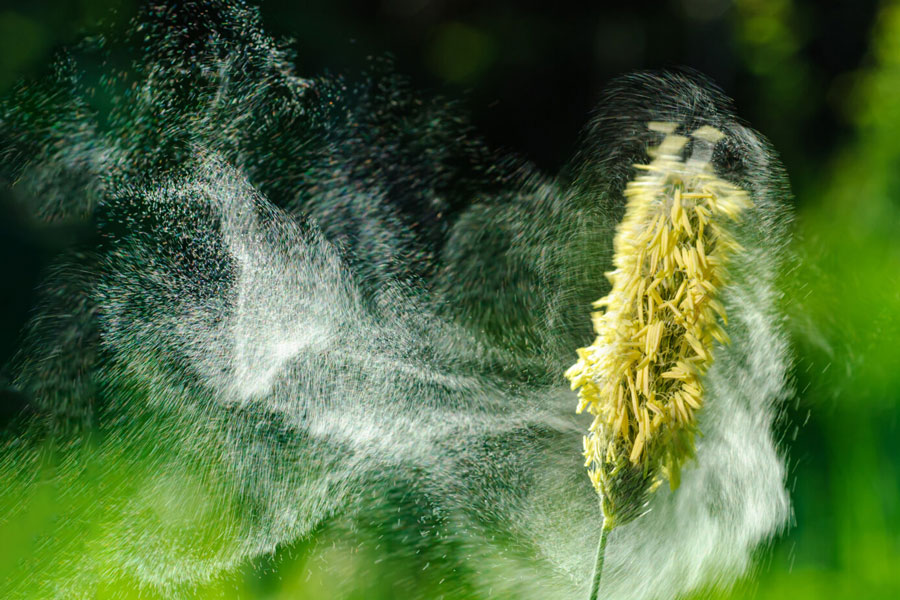 Pollen